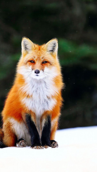 Red fox snow covered ground - a portrait free wallpaper for mobile