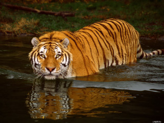 Tiger walking through water in 2 - the river free wallpaper
