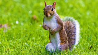 Squirrel standing hind legs eating - a squirrel free wallpaper