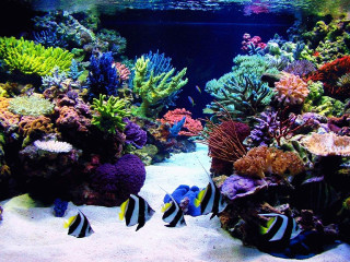 Fish swimming aquarium colorful plants - sand free wallpaper