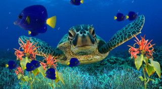 Turtle swimming ocean fish corals 3 - a turtle swimming in the ocean free wallpaper