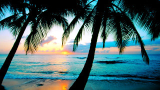 Palm trees beach sunset ocean - a couple of palm trees free wallpaper