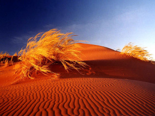Grassy plant desert blue sky - grassy free wallpaper for desktop