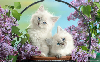 Two white kittens basket lilacs - a basket free wallpaper