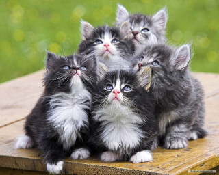 Kittens wooden table looking up 3 - a group of kittens free wallpaper