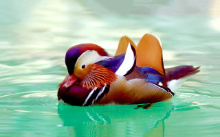 Colorful bird floating water forest - water next free wallpaper