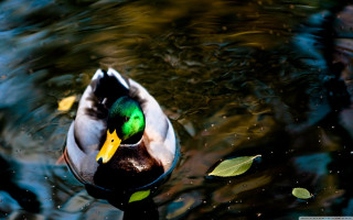 Duck floating water leaves neck - beak free wallpaper