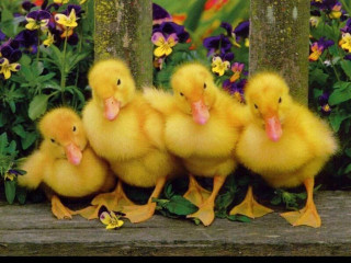 Little ducks garden flowers purple 2 - beatrix potter free wallpaper