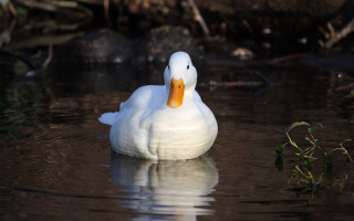 White duck floating water forest 2 - water next free wallpaper