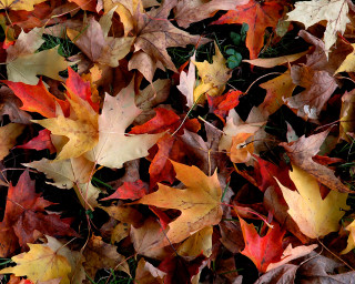 Leaves on ground in grass - a bunch of leaves free wallpaper