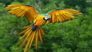 Colorful bird flying wings spread 8 - a colorful bird free wallpaper