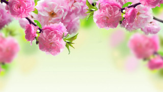 Pink flowers branch green leaves - chang daichien free wallpaper