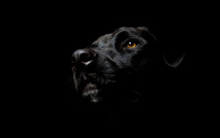 Black dog yellow eye looking 3 - the dark sky free wallpaper