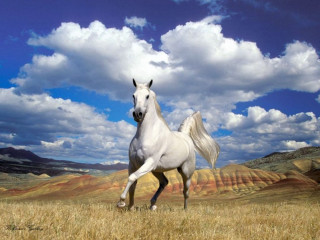 White horse running dry grass - a white horse free wallpaper