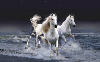 Horses running water night stars - three horse free wallpaper