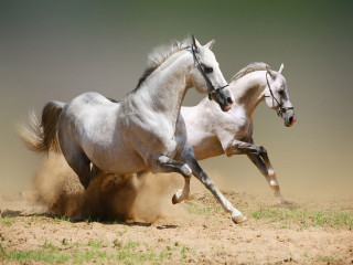 Two horses running dirt wild 3 - two horse free wallpaper