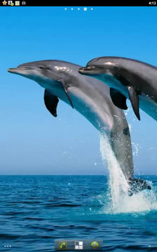 Dolphins jumping ocean blue sky 17 - the ocean free wallpaper for mobile