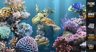 Coral reef fish swimming computer - the text free wallpaper for desktop