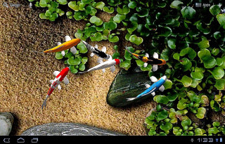 Fish swimming pond plants rocks 2 - lostfish free wallpaper for desktop