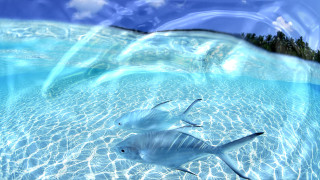 Fish swimming pool water sky 2 - a small island in the distance free wallpaper