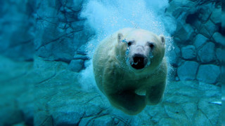 Polar bear swimming water rocks 4 - the waters surface free wallpaper