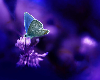Blue butterfly purple flower field - a blue butterfly free wallpaper