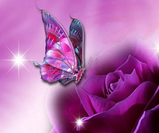 Pink rose butterfly stars background - a pink rose free wallpaper