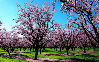 Field trees pink flowers path 2 - de hirsh margule free wallpaper