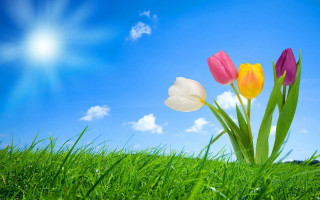 Three tulips grass blue sky - dirck van der lisse free wallpaper