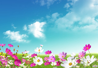 Field of flowers blue sky 5 - a green grass field free wallpaper