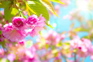 Pink flowers tree branch sun - bloom free wallpaper