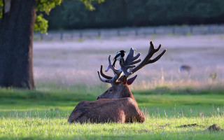 Deer laying field antlers head - edwin landseer free wallpaper