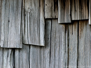 Wooden wall bird perched close - side of its free wallpaper