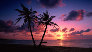 Palm trees beach purple sky - cloud and a boat free wallpaper