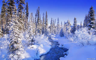 River snow forest tall trees - a river free wallpaper