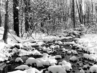 Snowy stream forest rocks trees 2 - covered tree free wallpaper