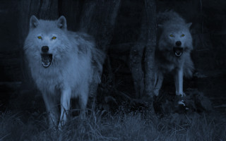 Two white wolves dark mouths - dark shadow free wallpaper