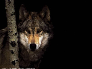 Wolf tree dark glowing eyes - a wolf free wallpaper