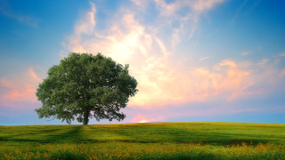 Lone tree grassy field pink - a lone tree free wallpaper