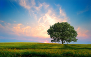 Lone tree grassy field pink 2 - a lone tree free wallpaper
