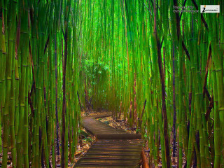 Bamboo forest path green trees - green tree free wallpaper