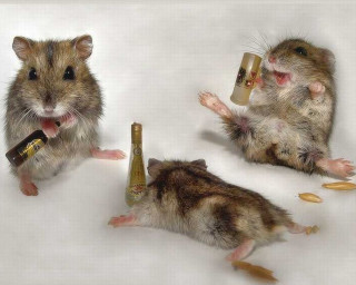 Mice eating drinking wine together - a bottle of wine free wallpaper