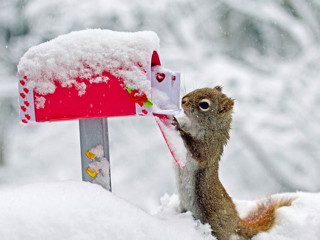 Squirrel eating bird feeder snowy - mail art free wallpaper for desktop