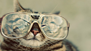 Cat glasses eyes closed looking - glass free wallpaper
