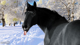 Black horse snow tongue out - professional digital art free wallpaper