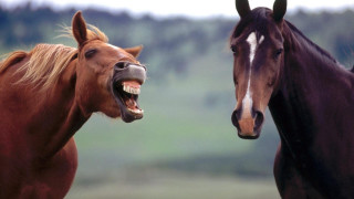 Two horses mouths open - two horse free wallpaper