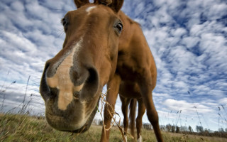 Horse field sky background clouds - wide angle len free wallpaper