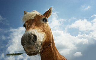 Horse long mane blue sky - cloud behind free wallpaper