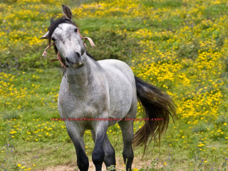 White horse black mane yellow - yellow flower and grass free wallpaper