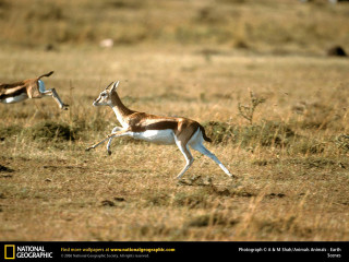 Gazelles running dry grass field - dry free wallpaper